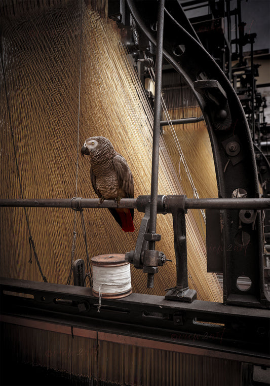 African Grey Parrot and Textile Machine - Surreal Art Print