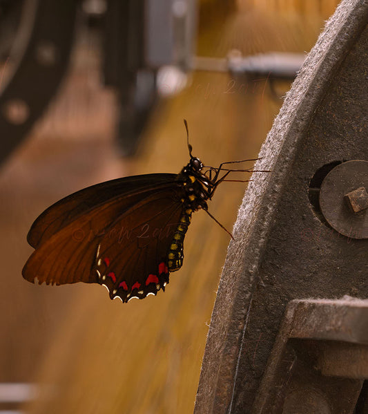 Industrial Metamorphosis – Surreal Butterfly Art in Textile Factory - inspiration nature artwork close-up 