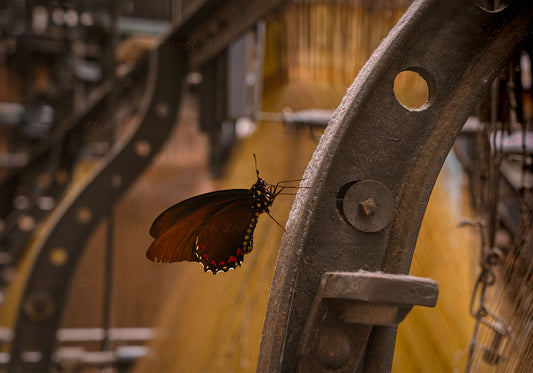 Industrial Metamorphosis – Surreal Butterfly Art in Textile Factory - inspiration nature artwork 