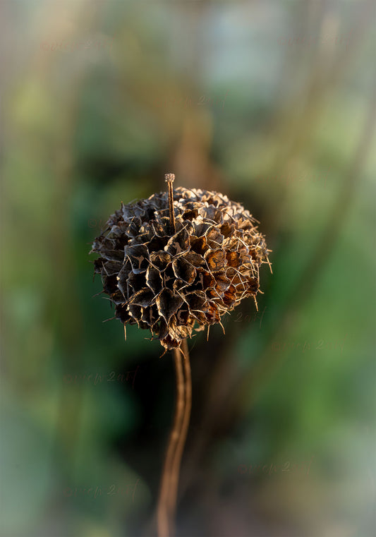 Jerusalem Sage Harmony – Surreal Botanical Art with Yoga and Sports Figures 