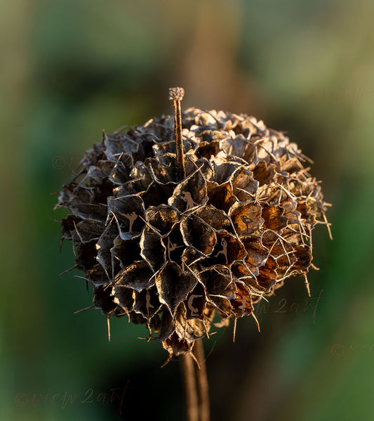 Jerusalem Sage Harmony – Surreal Botanical Art with Yoga and Sports Figures modern detailed