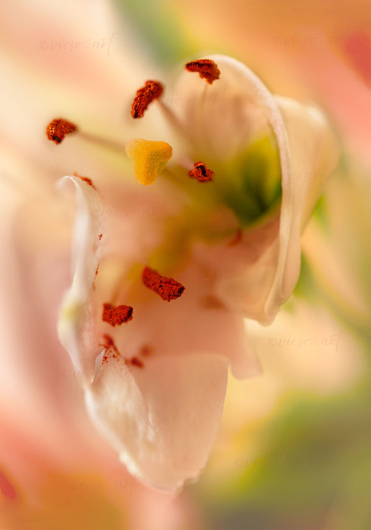 Close-up soft pink lily in dreamy green and rose  botanical artwork print