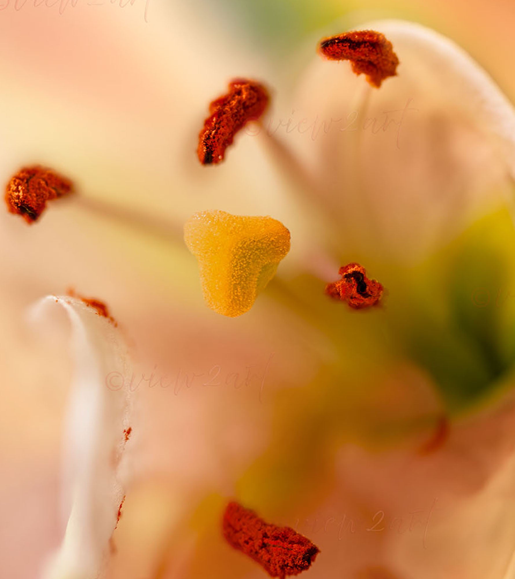 Close-up of a flower with red and yellow stamens on a blurred background