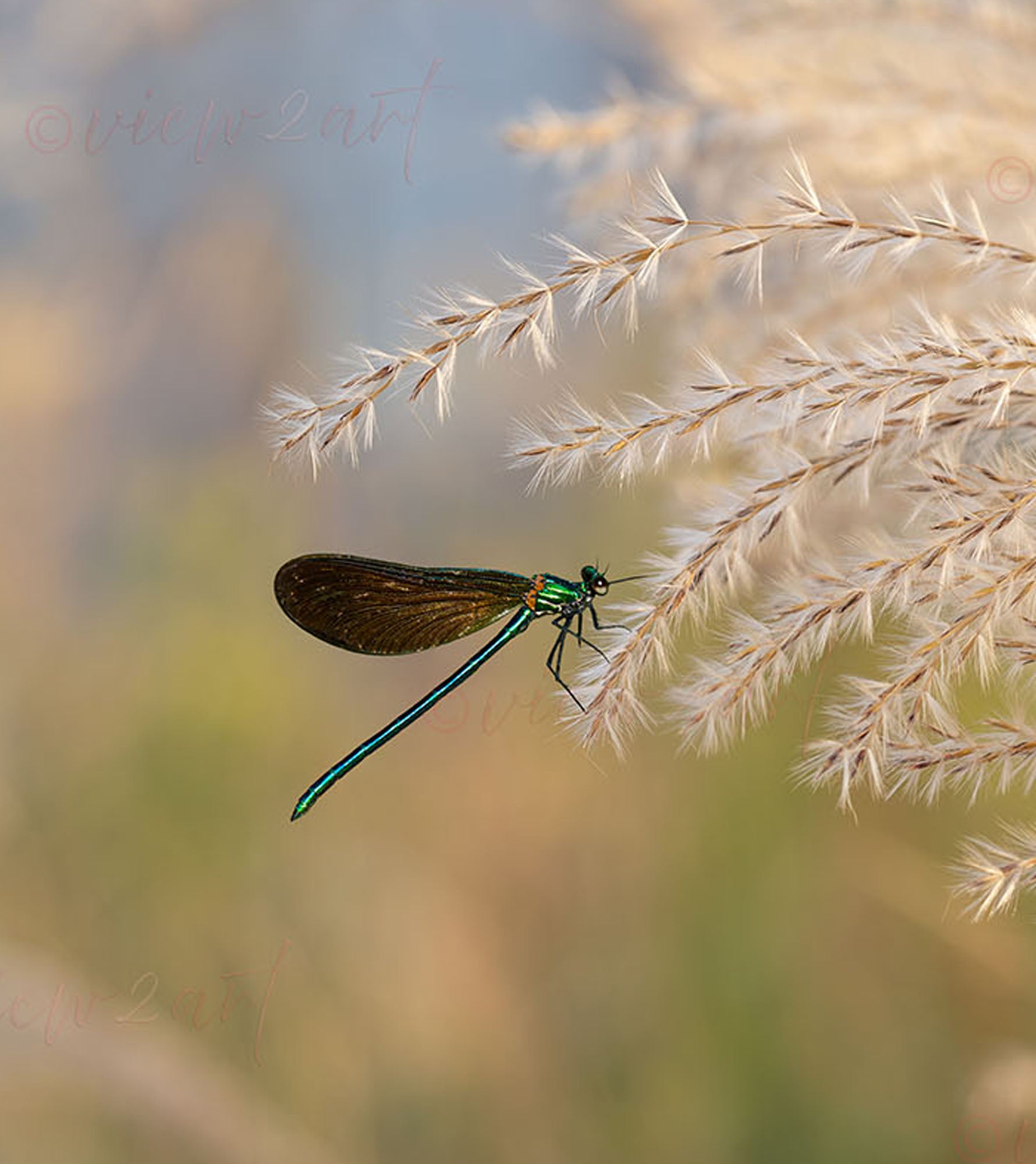 Pampas Flow Dreamlike Dragonfly Art in Soft Botanical Tones mindfull print 