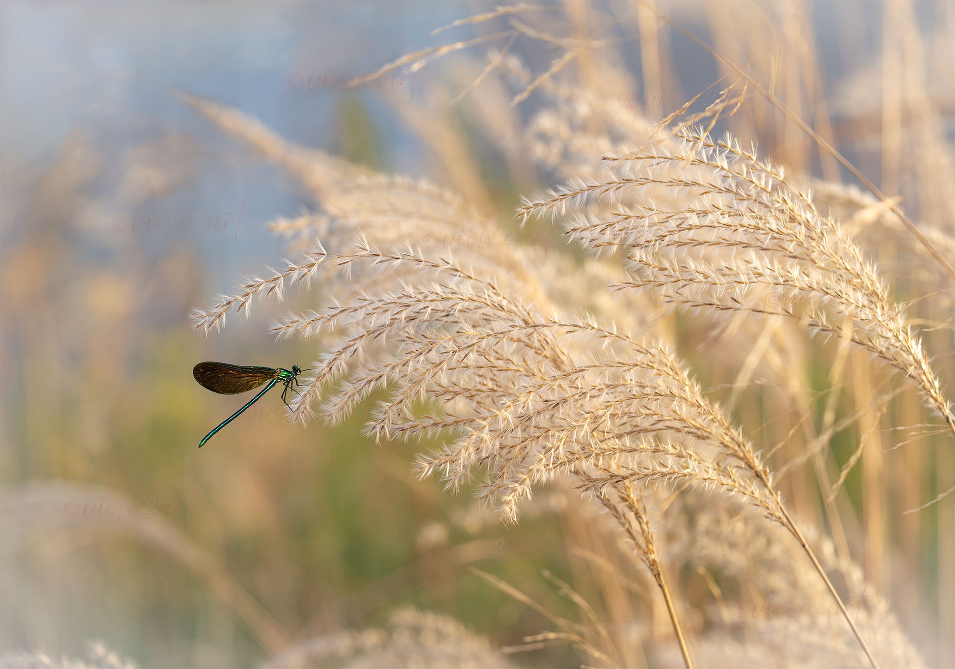 Pampas flow dreamlike dragonfly digital art  in soft tones